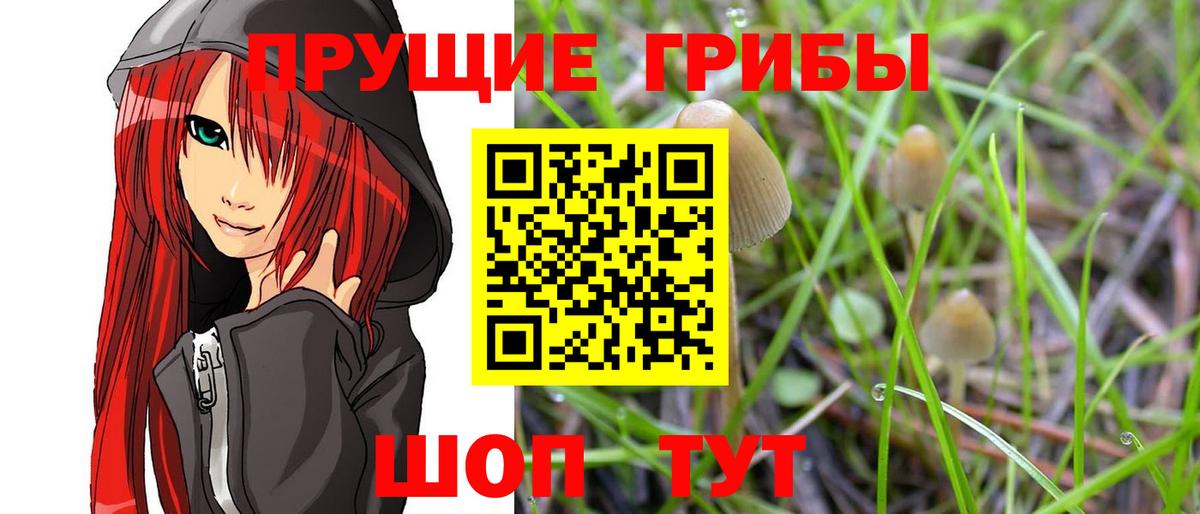 Галлюциногенные грибы Psilocybe Чайковский